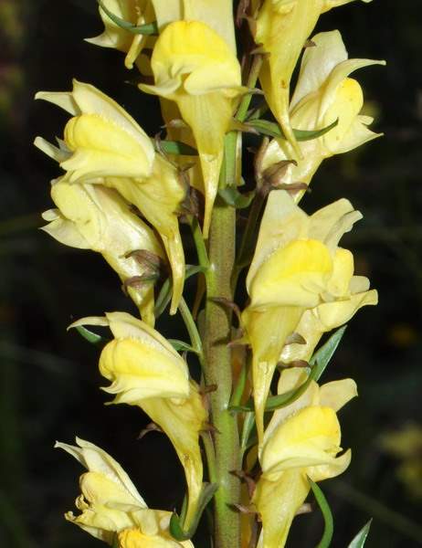 Linaria angustissima (Loisel.) BorbÃ¡s