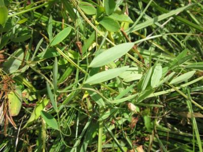 Lathyrus palustris