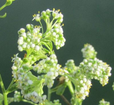 Lepidium latifolium L.