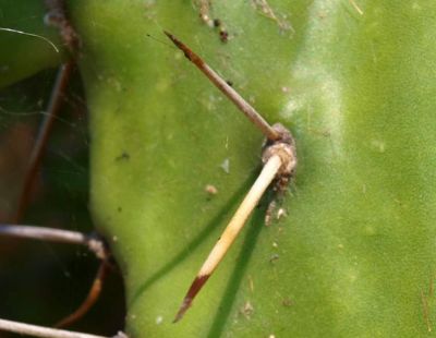 Opuntia monacantha (Willd.) Haw. 