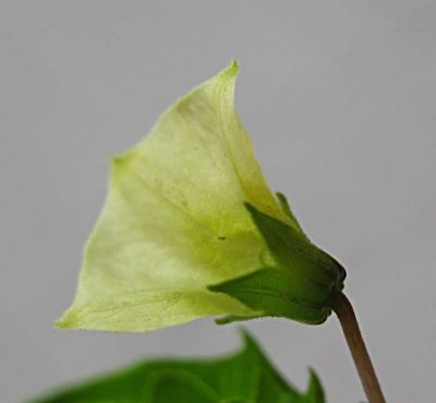 Physalis angulata