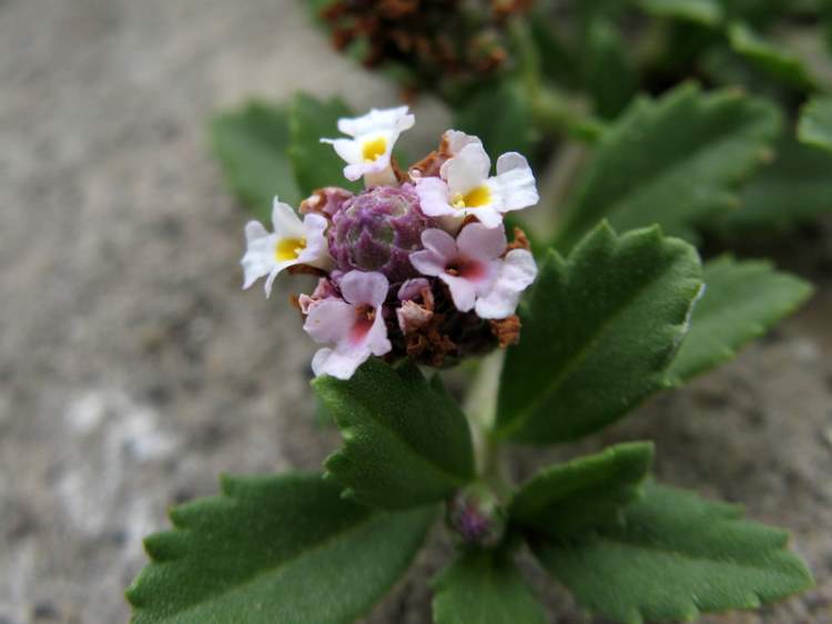 Phyla nodiflora (L.) Greene