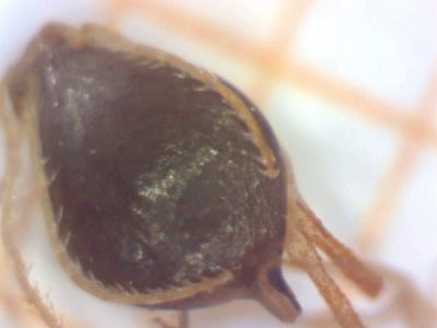 Schoenoplectus tabernaemontani