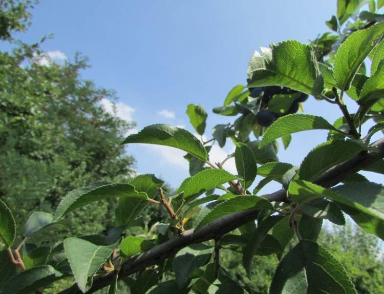 Prunus domestica L.