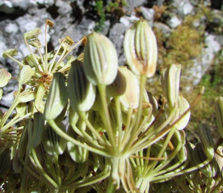 Pteroselinum austriacum (Jacq.) Rchb.
