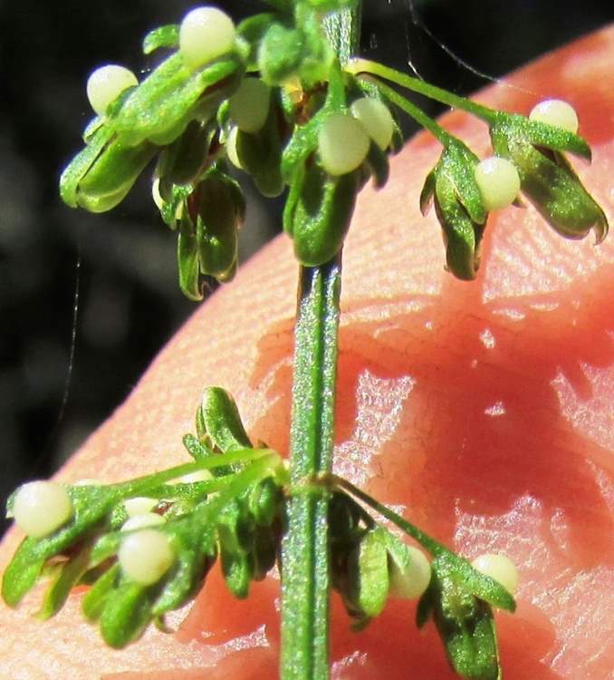 Rumex sanguineus