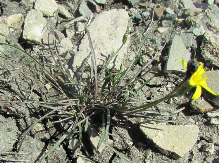 Scorzonera austriaca Willd.
