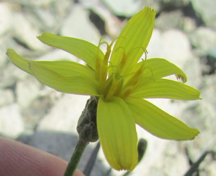 Scorzonera austriaca Willd.
