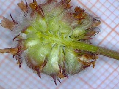 Trifolium fragiferum L.