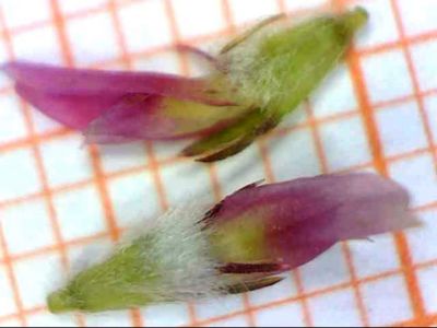 Trifolium fragiferum L.