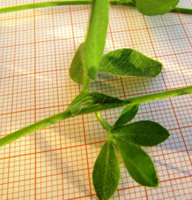 Trifolium lappaceum L.