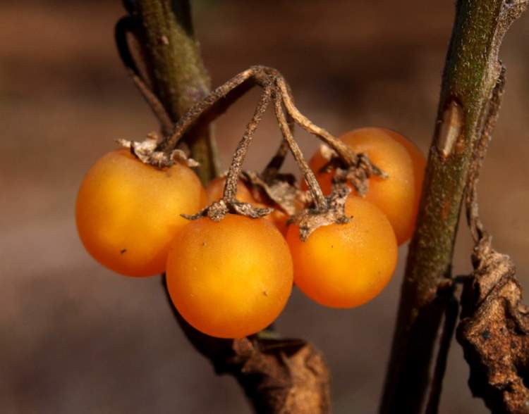 Solanum villosum subsp. alatum (Moench) DostÃ¡l