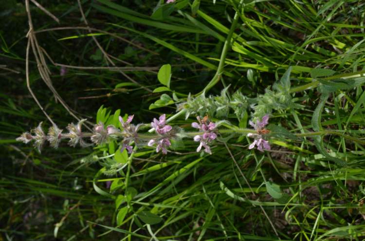Stachys heraclea All.