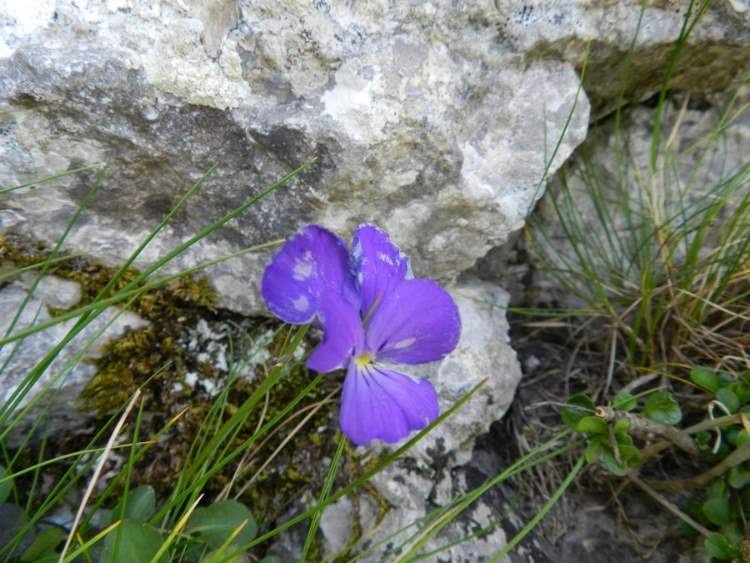 Viola tineorum Erben & Raimondo