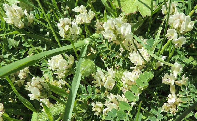 Astragalus depressus L.