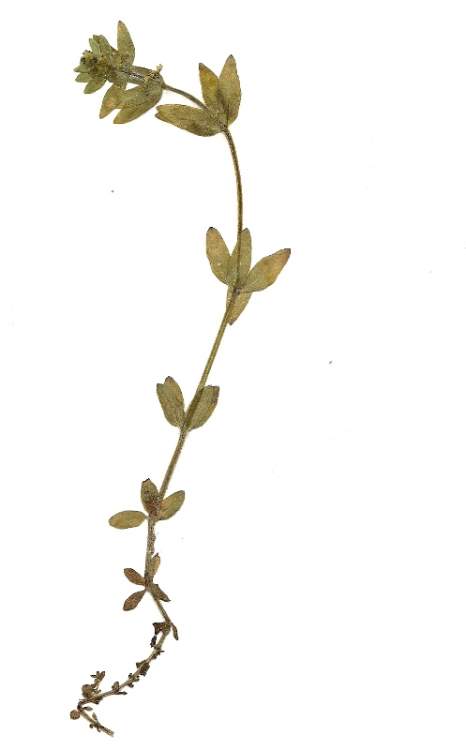 Cruciata glabra (L.) Ehrend. subsp. hirticaulis (Beck) Natali & Jeanm.