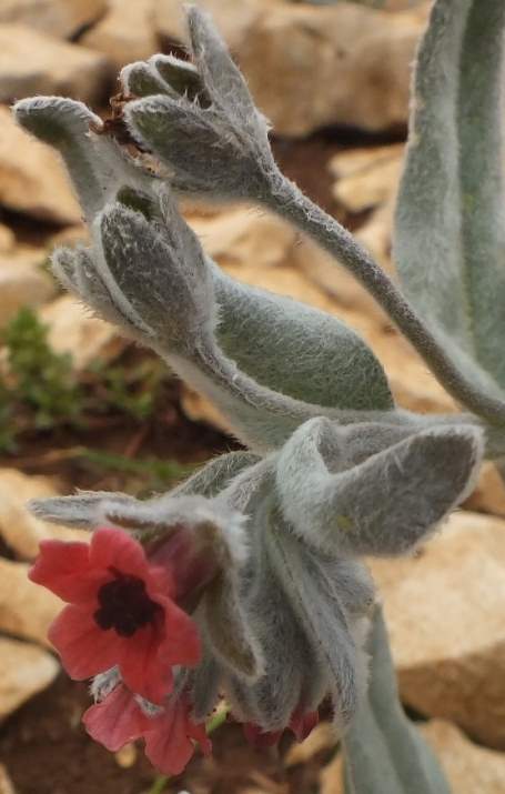 Cynoglossum cheirifolium L.