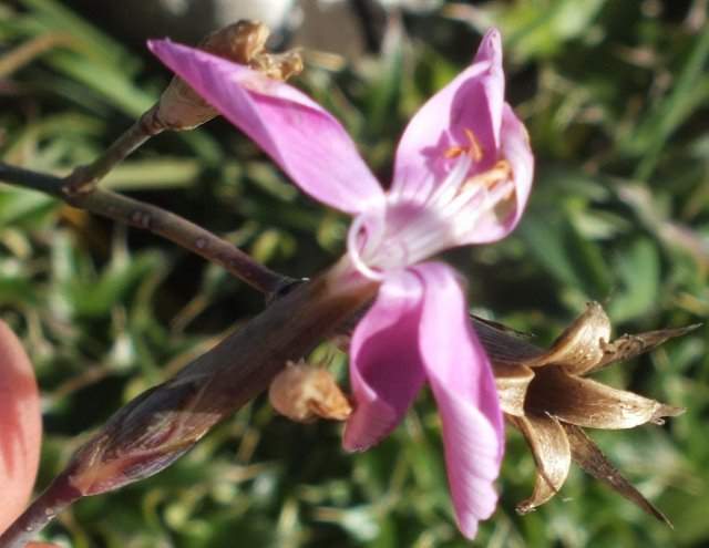 Dianthus ciliatus Guss.