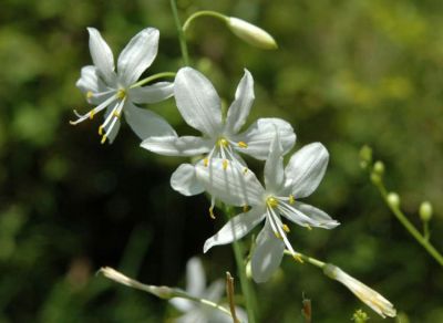 Anthericum ramosum L. 