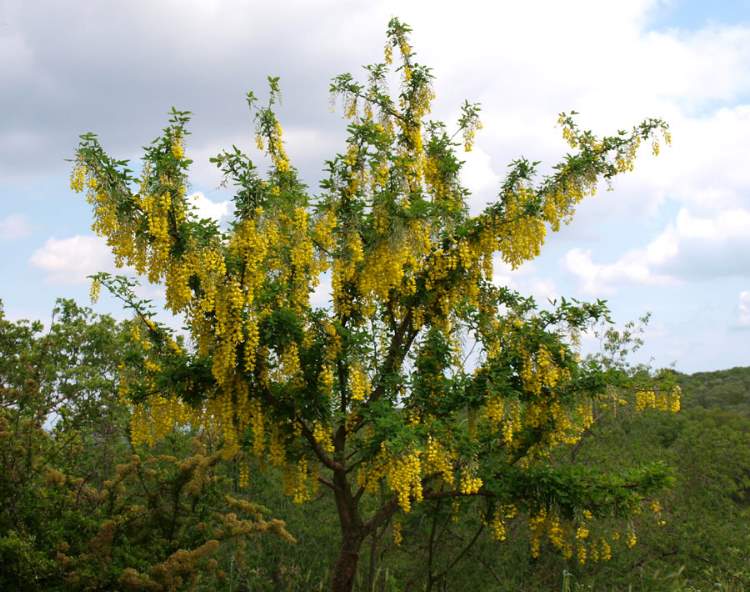 Laburnum anagyroides Medik.