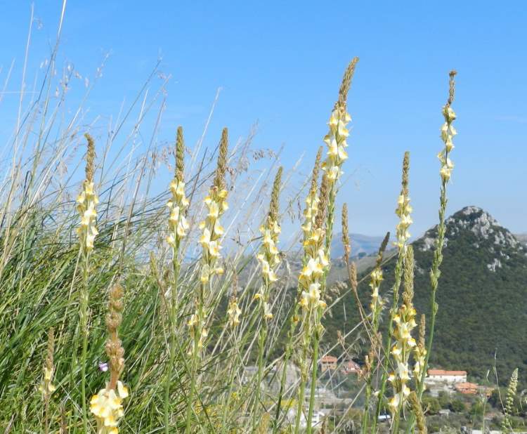 Linaria multicaulis (L.) Mill. subsp. multicaulis
