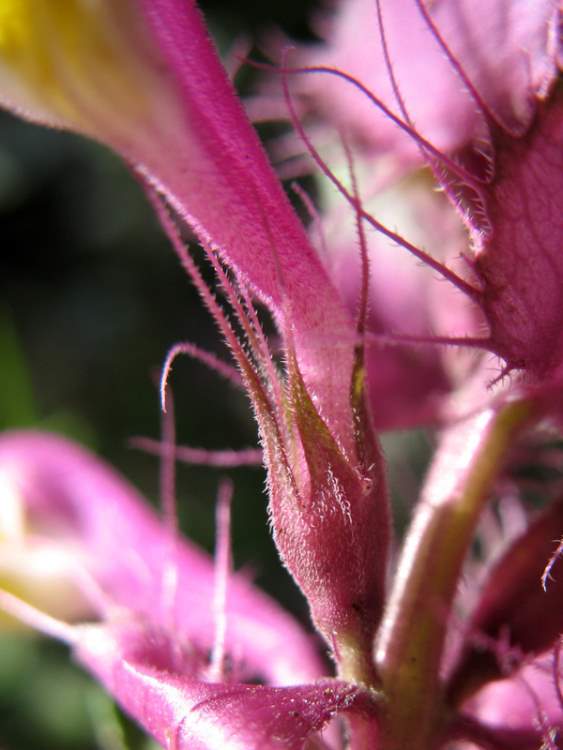 Melampyrum barbatum subsp. carstiense Ronniger
