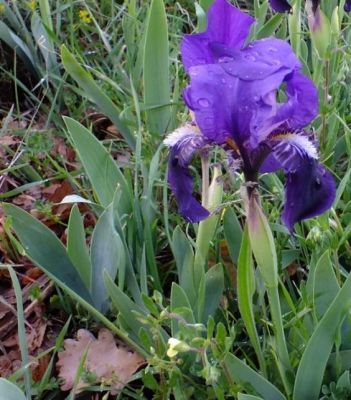 Iris bicapitata Colas. 