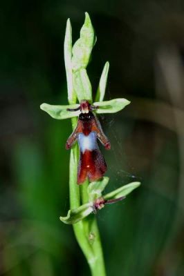 Ophrys insectifera - 