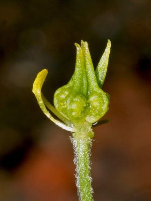 Ranunculus arvensis - 