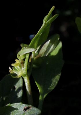 Ranunculus lateriflorus - a