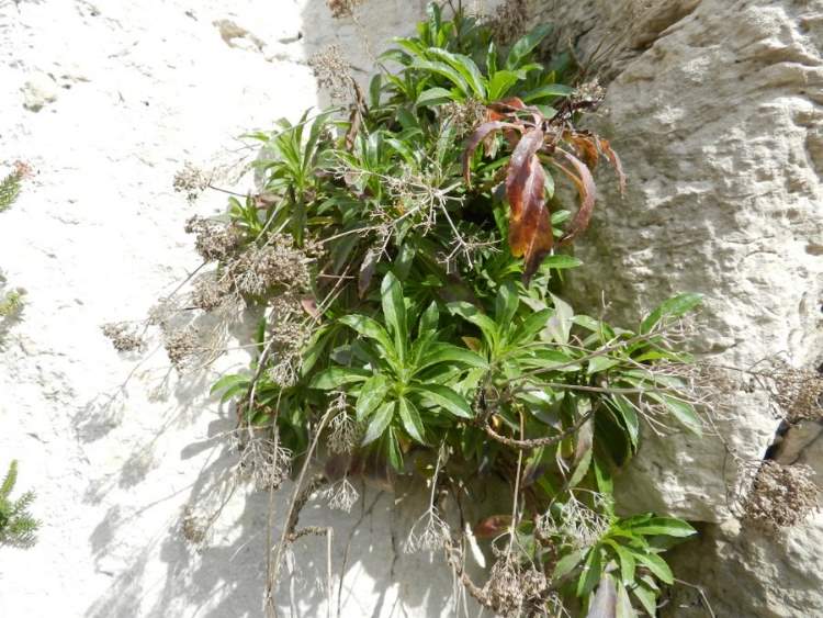 Trachelium caeruleum subsp. lanceolatum (Guss.) Arcang.