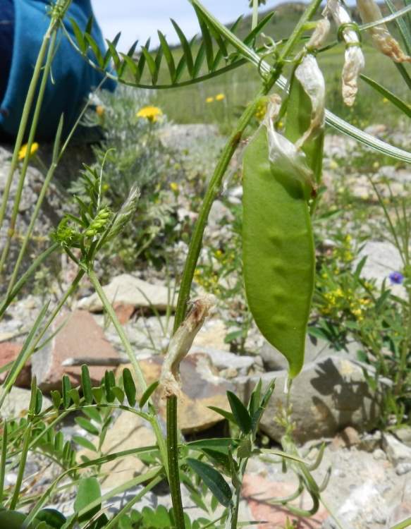 Vicia villosa subsp. varia (Host) Corb.