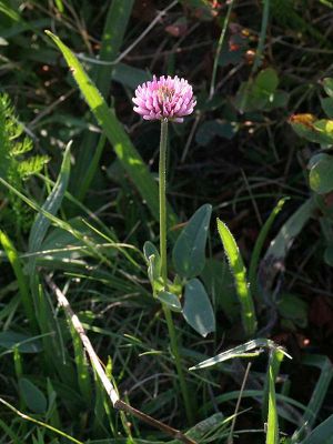 Trifolium montanum - 