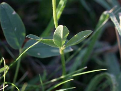 Trifolium montanum L.