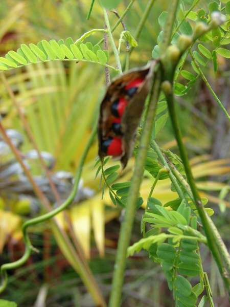 indian licorice