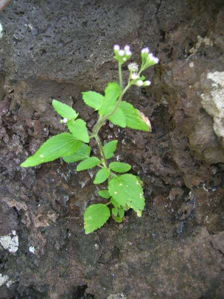 Ageratum conyzoides