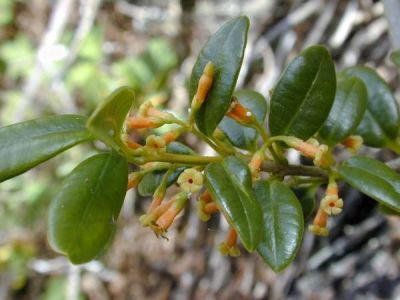 Alyxia oliviformis - North America