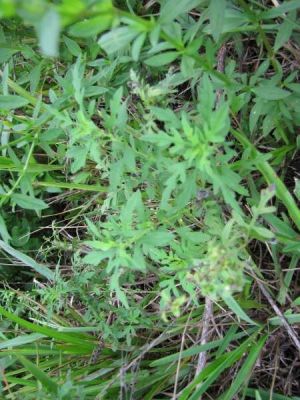 Ambrosia artemisiifolia - 