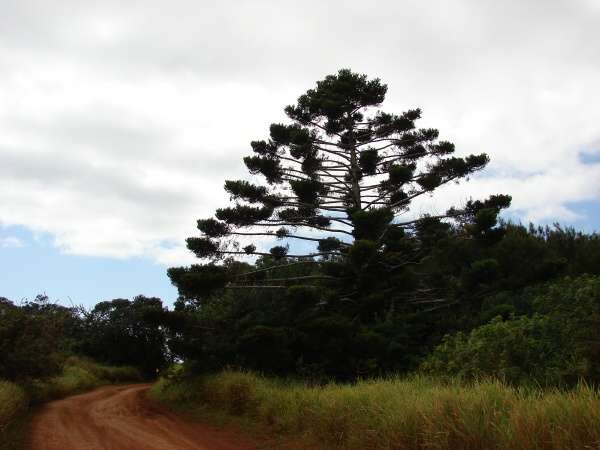 File:Araucaria cunninghamii Mudie (AM AK325715-2).jpg - Wikimedia Commons