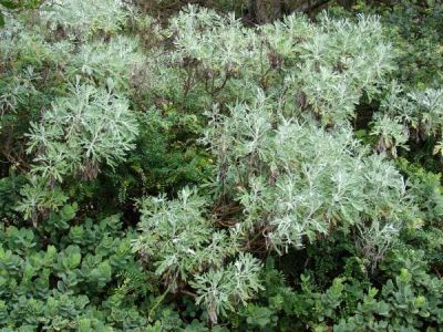 Artemisia australis