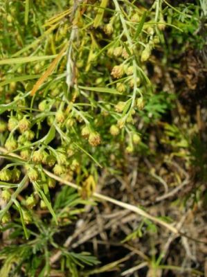 Artemisia mauiensis var. diffusa