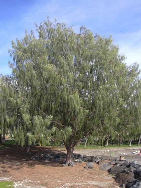 Casuarina equisetifolia L.