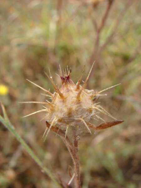 Centaurea melitensis L.