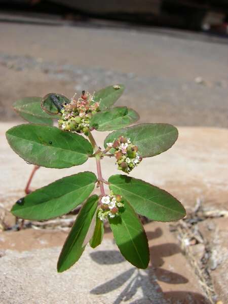 Euphorbia hypericifolia L.