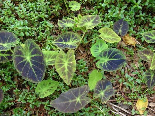 Colocasia esculenta (L.) Schott