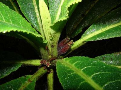Cyanea macrostegia subsp. macrostegia