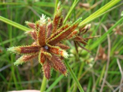 Cyperus trachysanthos - a