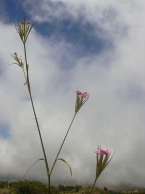 Dianthus armeria - 