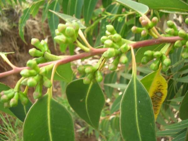 Eucalyptus botryoides Sm.
