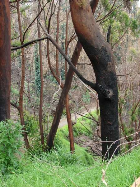 Eucalyptus robusta Sm.